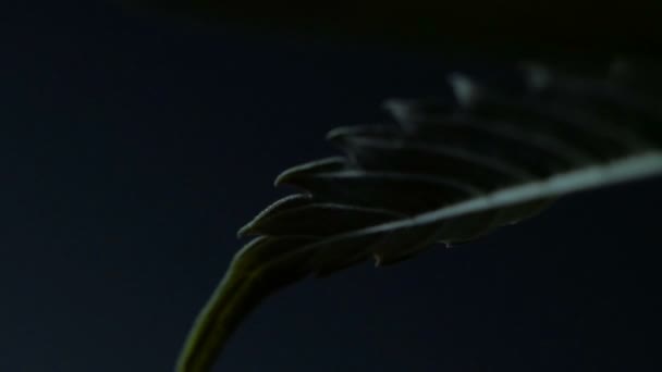 Leaves of hemp bush growing indoors — Stock Video