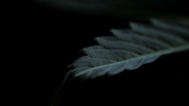 마 부시 실내 재배의 잎 — 비디오
