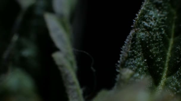 Liści konopi bush Growing — Wideo stockowe