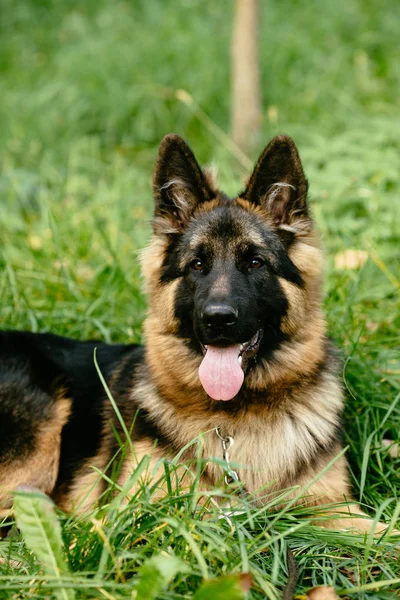 Portret Van Duitse Herder Liggen Gras Park — Stockfoto