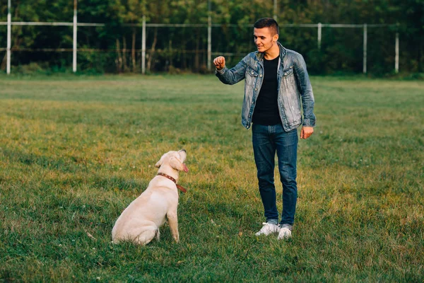 Человек Тренирует Свою Собаку Лабрадора Парке — стоковое фото