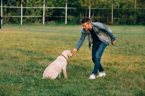 Человек Кормит Свою Собаку Лабрадором Послушания Тренировочная Собака — стоковое фото