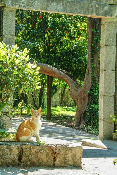Stray ginger cat in the old town of Kotor, Montenegro, during a sunny afternoon, surrounded by the stone walls and green trees