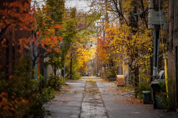 몬트리올 캐나다 2018 전형적인 거리에서에서 몬트리올 비오는 노란색 나무와 자동차 — 스톡 사진