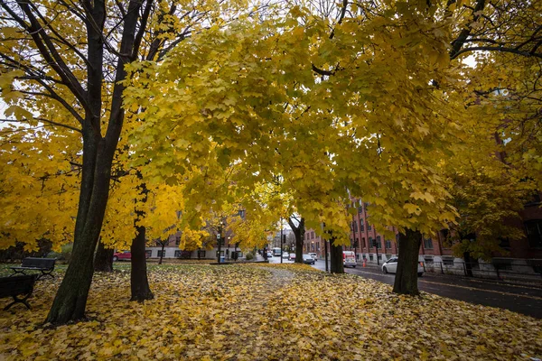 Montreal Kanada Listopadu 2018 Podzimní Strom Žluté Listí Podzim Parku — Stock fotografie