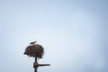 Leylek kuşu, Sırbistan, Balkanlar ve Güneydoğu Avrupa 'da bulutlu bir öğleden sonra eski bir elektrik direğine kurulmuş ahşap yuvasında duruyor.