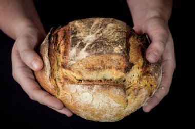Loaf (veya miche) Fransız ekşi hamur, yanı sıra Pain de campagne denilen, ekranda siyah bir arka plan üzerinde kadın elleri tarafından düzenlenen izole. Pain de Campagne tipik bir Fransız ekmeği.