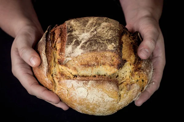 Loaf (or miche) of French sourdough, called as well as Pain de campagne, on display isolated on a black background held by female hands. Pain de Campagne is a typical French huge loaf of bread