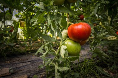 Beefsteak domates, bir kırmızı, bir yeşil, kırsal bir ortamda bir sera kendi bitki ağaçları üzerinde büyüyen. Ayrıca sığır domates denir, onlar domates büyük bir cins vardır