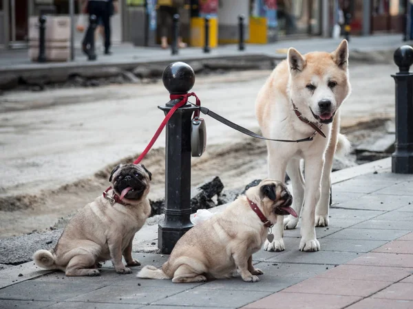 Three dogs, pure breeds, a shiba inu, also known as doge, and two pugs, standing collared in a street. Pug and Shiba inu are two races of dogs currently being trendy