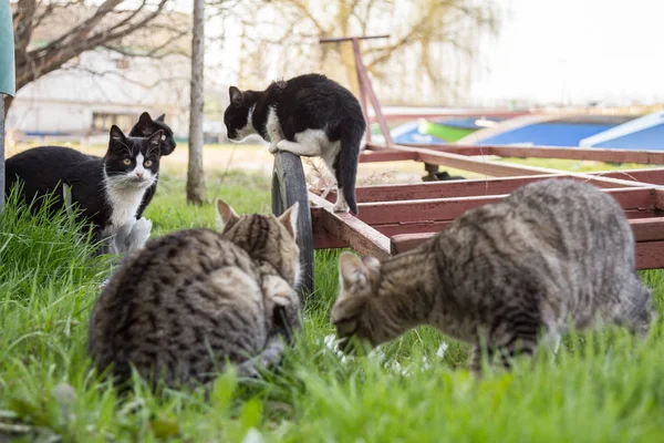 Group of stray cats, black and white, as well as striped and tabby ones. standing and eating in the streets of Belgrade, Serbia