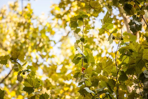 Close up on a plane tree with its yellow and green leaves, in autumn. Also known as sycamore, or platanus, the tree is a symbol of fall in northern hemisphere