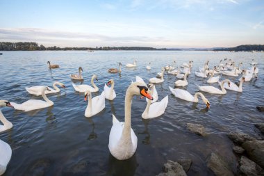 Sırbistan 'ın Zemun kentindeki Tuna nehrindeki tipik kıvrık boyunlu ve turuncu gagalı Kuğu sürüsü. Kuğular ya da cygnus, Avrupa nehirlerinden gelen tipik bir beyaz kuş türüdür.