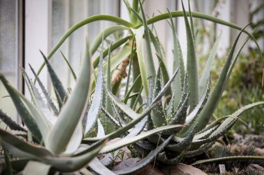 Aloe Vera Chinensis, tipik kaktüs yapraklarıyla bir iç mekandaki saksılara bitki eker. Aloe Vera Chinensis, sıcak bölgelerde yetişen sulu bir tür..