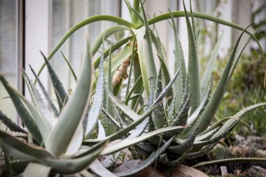 Aloe Vera Chinensis plants on pots in an interior with their typical cactus leaves. Aloe Vera Chinensis is a species of succulents growing in warm places. clipart
