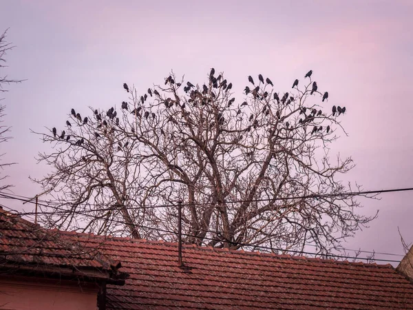 Kraaien Raven Nestelen Staan Winter Een Boom Zonder Bladeren Het — Stockfoto