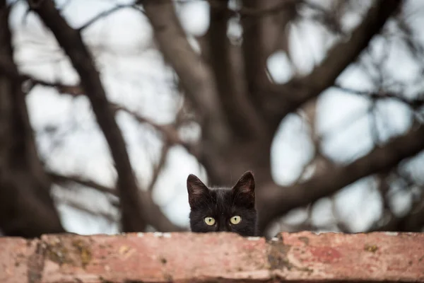 Curious Stray Black Cat Standing Top Wall Looking Staring Camera — Stock Photo, Image