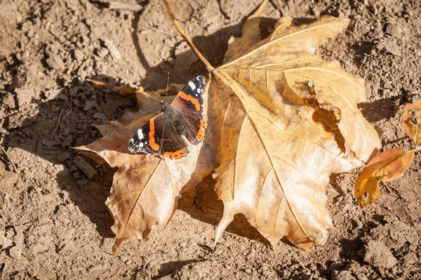 Red admiral butterfly resting on a brown leaf in autumn in a forest of Europe. Also called Vanessa Atalanta, it is a very common butterfly in temperate climates.