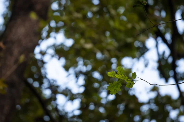 Closeup on a quercus robus branch with a focus on a oak leaf. Quercus robus is a European tree, also called by the name common oak — Stock Image Closeup Quercus Robus Branch Focus Oak Leaf Quercus Robus European Stock Picture