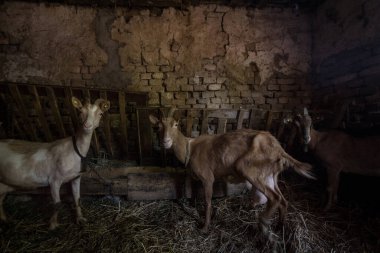Sırbistan 'ın en kırsal ve tarımsal bölgesi olan Voyvodina' daki ahırlarda saman üzerinde dinlenen keçi sürüsü. Keçiler ve süt veya peynir gibi ürünleri Sırbistan 'ın başlıca tarım ürünlerinden biri.