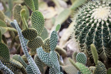 Opuntioideae kaktüsünün farklı türleri, yuvarlak şekilli, bahçesinde seçici bulanıklıklar olan. Opuntioideae kaktüslerin bir alt ailesidir.