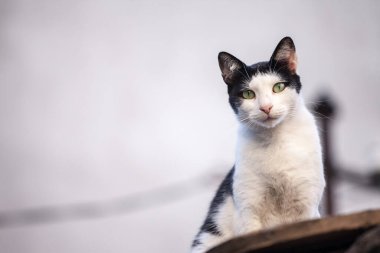 Meraklı siyah beyaz kedi bir evin çatısında oturuyor ve kameraya bakıyor.