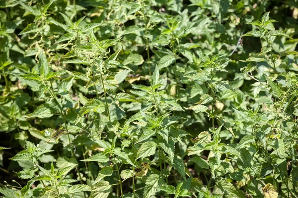 Common Jelatang Semak Menyerang Padang Rumput Dengan Bunga Mekar Musim — Stok Foto