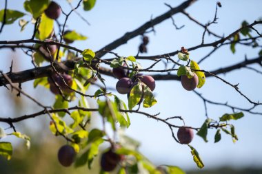Erik ağacı, iki Damson eriği olan bir dala odaklı, erik üzümü türünden. Bunlar Doğu ve Orta Avrupa 'nın en geleneksel meyveleri arasındadır.