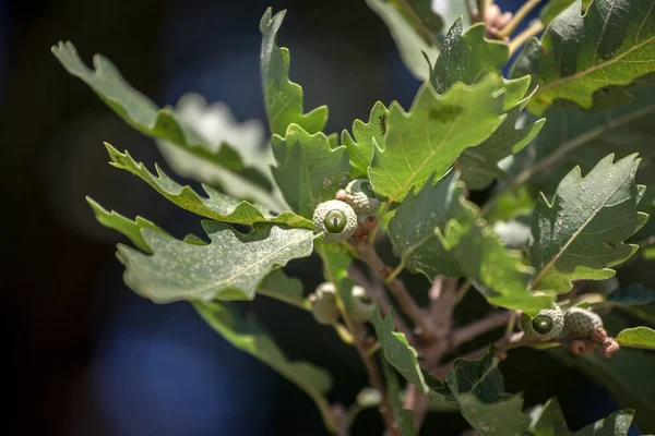 Closeup on a quercus robus branch with a focus on a oak leaf and its green acorn fruit. Quercus robus is a European tree, also called by the name common oak — Stock Image Closeup Quercus Robus Branch Focus Oak Leaf Its Green Acorn Royalty Free Stock Photos