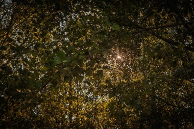 Güneş ışığı, bir Sırp ormanındaki yaprakların yoğun yapraklarının arasından süzülerek bokeh yaratıyor ve yapraklardan oluşan bir gölgelik üzerinde noktalı ışık yaratıyor. Arka planda kalan dallar, sakin ve atmosferik bir havayla doğal bir düzen oluşturur..