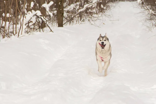 Σιβηρίας μεγαλόσωμος σκύλος λύκος στο δάσος χειμώνα που είναι εξωτερική στο χιόνι — Φωτογραφία Αρχείου
