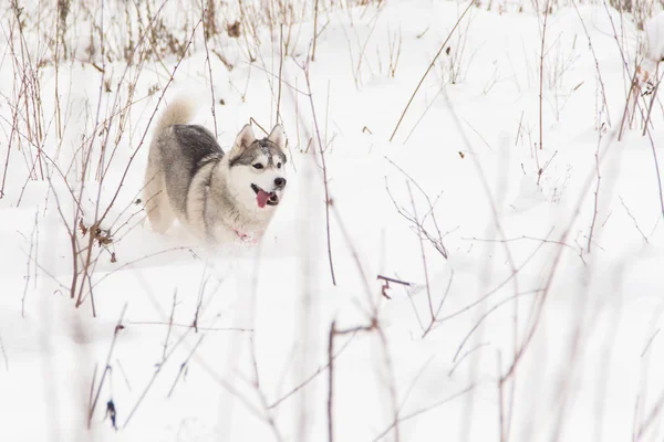 Τρέξιμο Σιβηρία Χάσκυ σκυλί στο χειμερινό δάσος στο χιόνι — Φωτογραφία Αρχείου