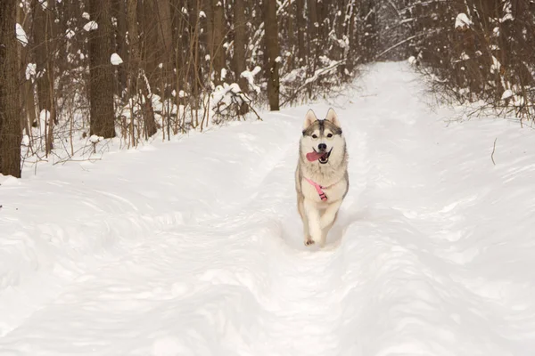 Τρέξιμο χάσαν λύκος σκύλος στο χειμερινό δάσος υπαίθρια στο χιόνι — Φωτογραφία Αρχείου
