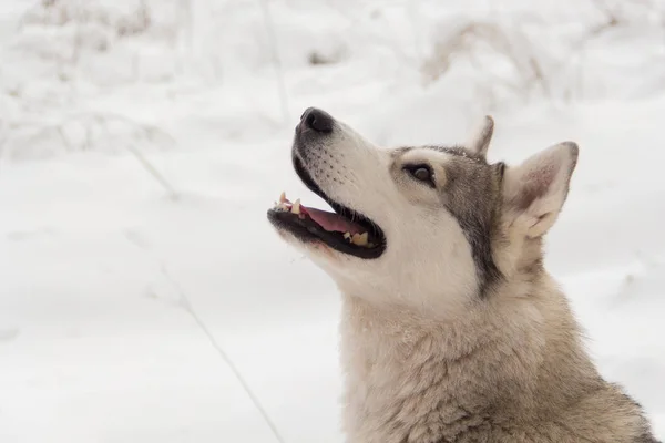 Χάσκι σκύλος στο χειμερινό δάσος υπαίθρια στο χιόνι — Φωτογραφία Αρχείου