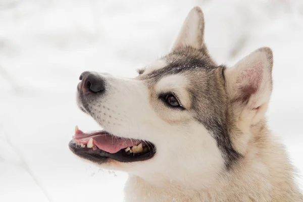 Σιβηρία Χάσκυ σκυλί στο χειμερινό δάσος υπαίθρια στο χιόνι — Φωτογραφία Αρχείου