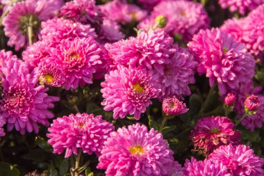 Bir arka plan veya duvar kağıdı olarak Pembe Krizantem çiçekler.