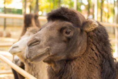 Doğa deveclouse portre