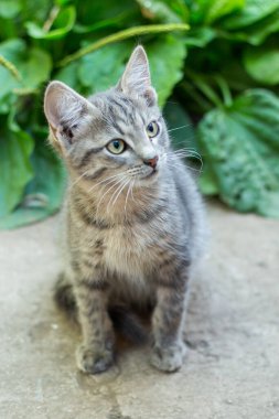 Mavi gözlü, tüylü, küçük, evsiz, gri kedi yavrusu.