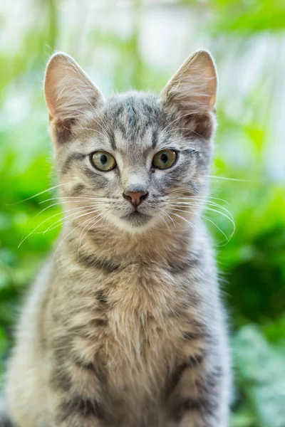 ホームレスの小さなふわふわの灰色の子猫と青い目 — ストック写真