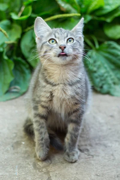 Homeless little fluffy gray kitten with blue eyes — Stock Photo, Image