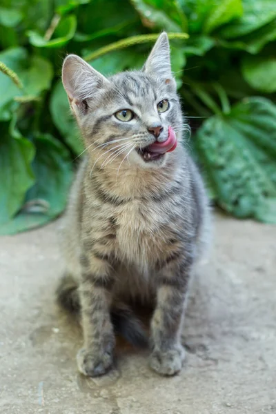 Sin hogar poco peludo gris gatito con azul ojos — Foto de Stock