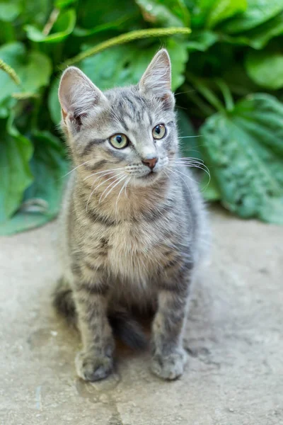 Mavi gözlü, tüylü, küçük, evsiz, gri kedi yavrusu.