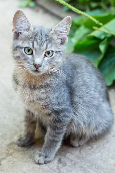 ホームレスの小さなふわふわの灰色の子猫と青い目 — ストック写真
