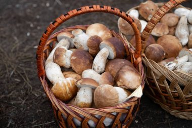 Alan sığ derinliği ile yere sepet içinde beyaz mantar (cep)