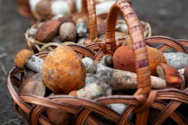 Alan sığ derinliği ile yere sepet içinde beyaz mantar (cep)