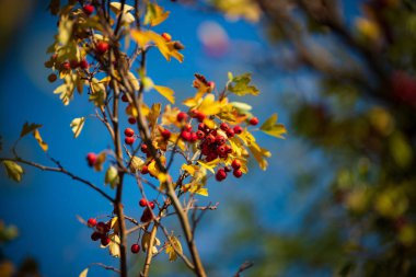 Sonbahar manzara. Sonbahar yaprakları