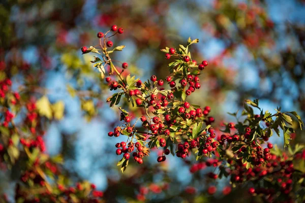秋の風景です 秋の紅葉 — ストック写真