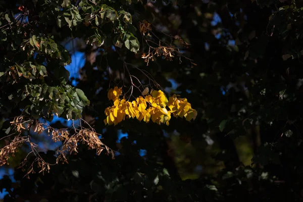 Autumn landscape. Autumn leaves