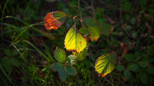 Paisaje Otoño Hojas Otoño —  Fotos de Stock