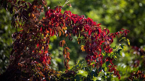 Осенний Пейзаж Осенние Листья — стоковое фото